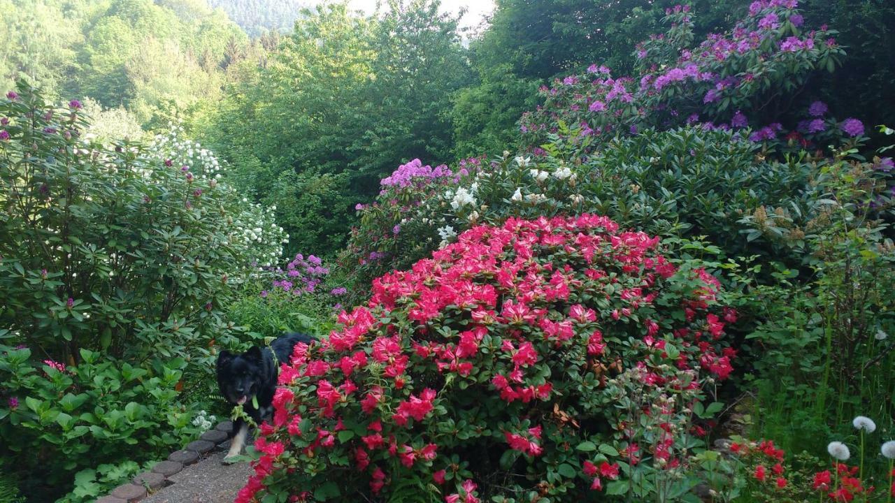 Ferienwohnung Rhododendron - Natur Pur Am Highwalk Rotenburg an der Fulda Extérieur photo